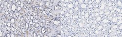 Kininogen-1, cleaved form Mouse anti-Human, Clone: 4B12, MilliporeSigma